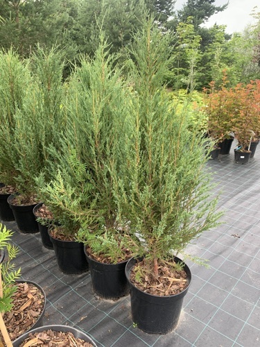 Можжевельник скальный Blue Arrow Juniperus scopulorum Blue Arrow