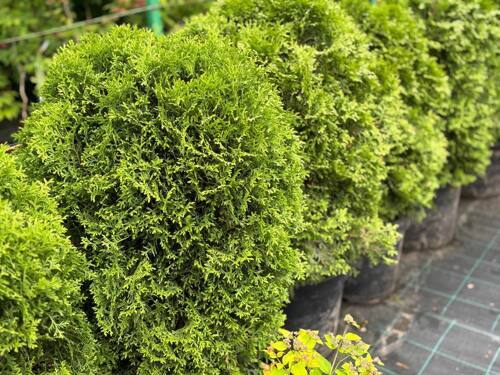 Туя западная Вагнери Thuja occidentalis Wagneri